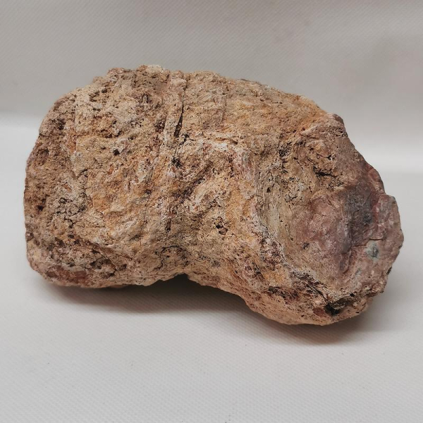 Versteinertes Holz Madagaskar